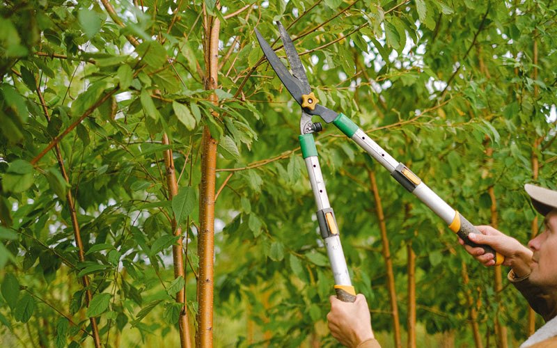 Tree trimming in Paden City, WV