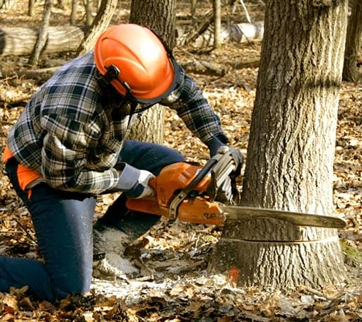 Tree Removal in Paden City, WV